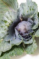 Brassica oleracea capitata - Savoy Cabbage 'January King 3'