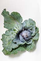 Brassica oleracea capitata - Savoy Cabbage 'January King 3'
