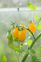 Solanum lycopersicum L - Tomato 'Ildi F1' 