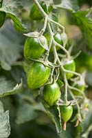 Solanum lycopersicum L - Tomato 'Shimmer F1' - New for 2019. 