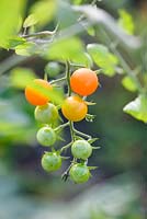 Solanum lycopersicum L - Cherry tomato 'Sungold'