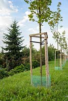 Young trees seccured with stakes