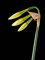 Narcissus 'Thalia' - Daffodil 'Thalia'
