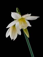Narcissus 'Thalia' - Daffodil - March
