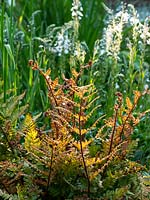 Dryopteris erythrosora - Japanese shield fern - May