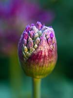 Allium hollandicum 'Purple Sensation' bud - Dutch garlic 'Purple Sensation'