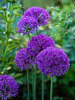 Allium hollandicum 'Purple Sensation' - Dutch garlic - May