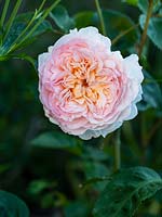 Rosa 'Emily Bronte' English Shrub Rose - May