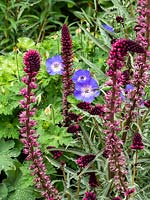 Lysimachia atropurpurea 'Beaujolais' - Purple loosestrife 'Beaujolais' and Geranium 'Rozanne'
