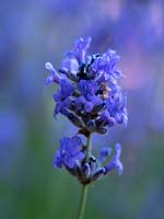 Lavender angustifolia 'Hidcote' - English lavender - June