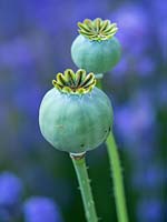 Papaver somniferum 'Sissinghurst White' - Opium Poppy seedheads 