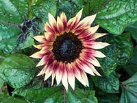 Helianthus annuus 'Ms Mars' - sunflower - June