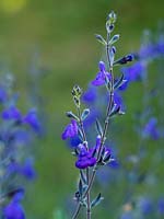 Salvia greggii 'Blue Note' - Autumn Sage - June