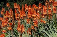 Aloe 'Eager Beaver' with bright orange flowers.