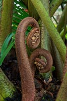Angiopteris evecta - Close up of an unfurling frond of a Giant Fern.