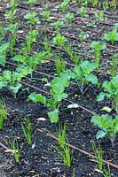 Kale and Onion seedlings planted in rows in a vegetable garden with drip irrigation.