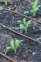 Kale, seedlings planted in rows in a vegetable garden with drip irrigation.
