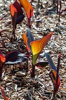 Canna Indica - New shoots of a coloured leaf cultivar of Canna Lily
