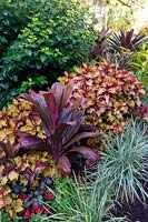 Colourful tropical style garden featuring, Coleus, Palm Lily, Variegated Liriope and  Alcantarea 'Silver Plum'.