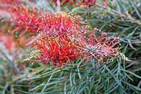 Grevillea banksii - Red Silky Oak flowers.