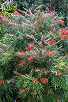 Grevillea banksii, Red Silky Oak