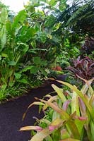 A path made of compressed bark chips going through a tropical garden, featuring Bromeliads, Cordylines and Heliconias.