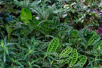 Calathea zebrina - Lush tropical foliage garden featuring , Zebra plant.