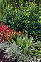 Detail of a colourful tropical garden featuring, Liriope, Bromeliads, Coleus and Hibiscus.