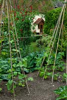 Runner Beans on cane wigwams, Cabbages, Broad Beans and Sweet Peas in vegetable plot - Open Gardens Day, Cratfield, Suffolk