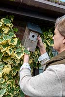 Positioning repaired bird box on wall amongst variegated Ivy