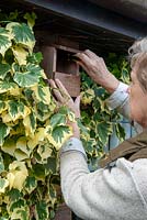 Screwing new bird box to wall, amongst surrounding variegated Ivy