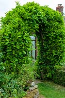 Prunus laurocerasus - Common Laurel or Cherry Laurel bushes grown to form an arch - Open Gardens Day, Drinkstone, Suffolk 