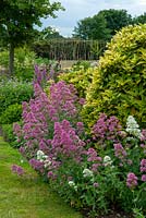 Pink and white Valerian in herbaceous and shrub border - Open Gardens Day, Friston, Suffolk