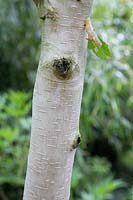 Betula utilis 'Nepalese Orange' - Himalayan Birch - detail of bark on trunk