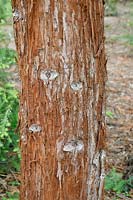 Sequoia sempervirens - Redwood - detail of bark on trunk