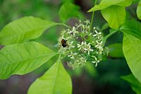 Bee on Ptelia trifoliata 'Aurea'- Golden Stinking Ash
