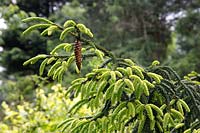 Picea orientalis 'Aureospicata' - Golden Oriental Spruce - with cone