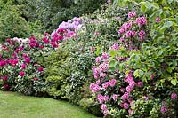 Rhododendron in a shrub border