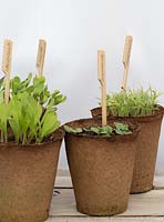 Summer flowering plant seedlings in biodegradable pots with wooden labels.
