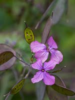 Lunaria - Honesty flowers quickly produce distinctive seedheads 