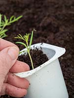 Cosmos seedlings pricked out and replanted into yoghurt pot 