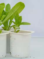 Zinnia seedlings planted in yoghurt pots.