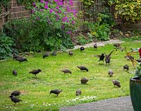 Sturnus vulgaris - Starling family visiting the garden. 