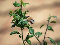 Carduelis carduelis - Goldfinch feeding on aphid infestation of plum tree.  