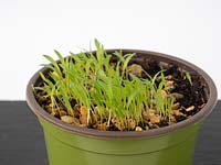 Panicum seedlings - grass 