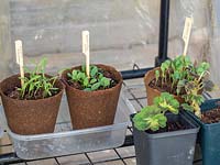 Summer flowering plant seedlings in biodegradable pots including Cosmos, Wild flowers, Zinnia
