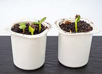Sunflower seedlings in yoghurt pots 