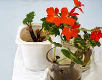 Pelargonium cuttings rooted in water - potting on cuttings into yoghurt pot