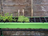 Seedlings in green tray with wooden plant label, May.