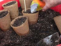 Person sowing Calendula - Marigolds 
